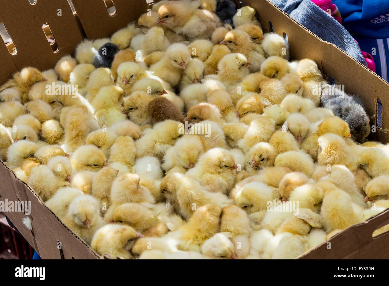 Cardboard box newly hatched chicks hires stock photography and images