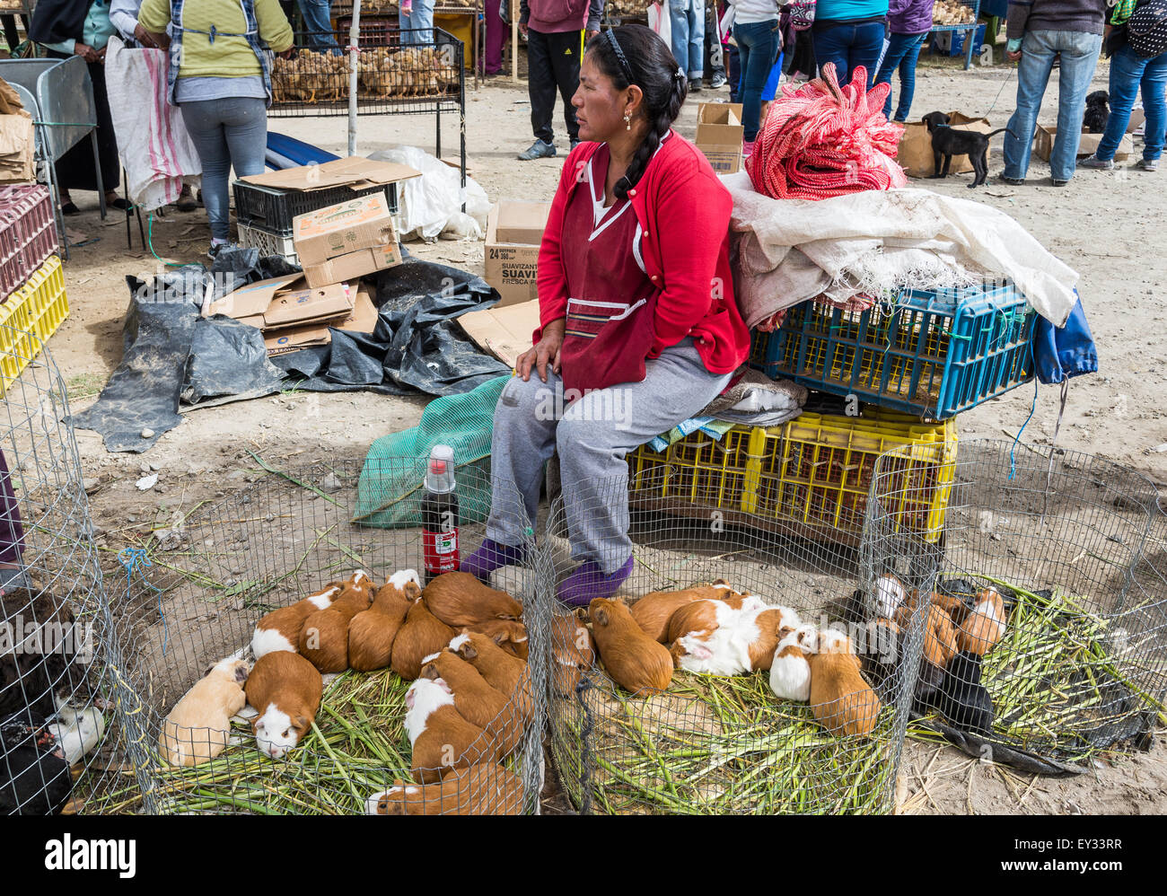 A native woman selling guinea pigs at local animal market. Otavalo, Ecuador. Stock Photo