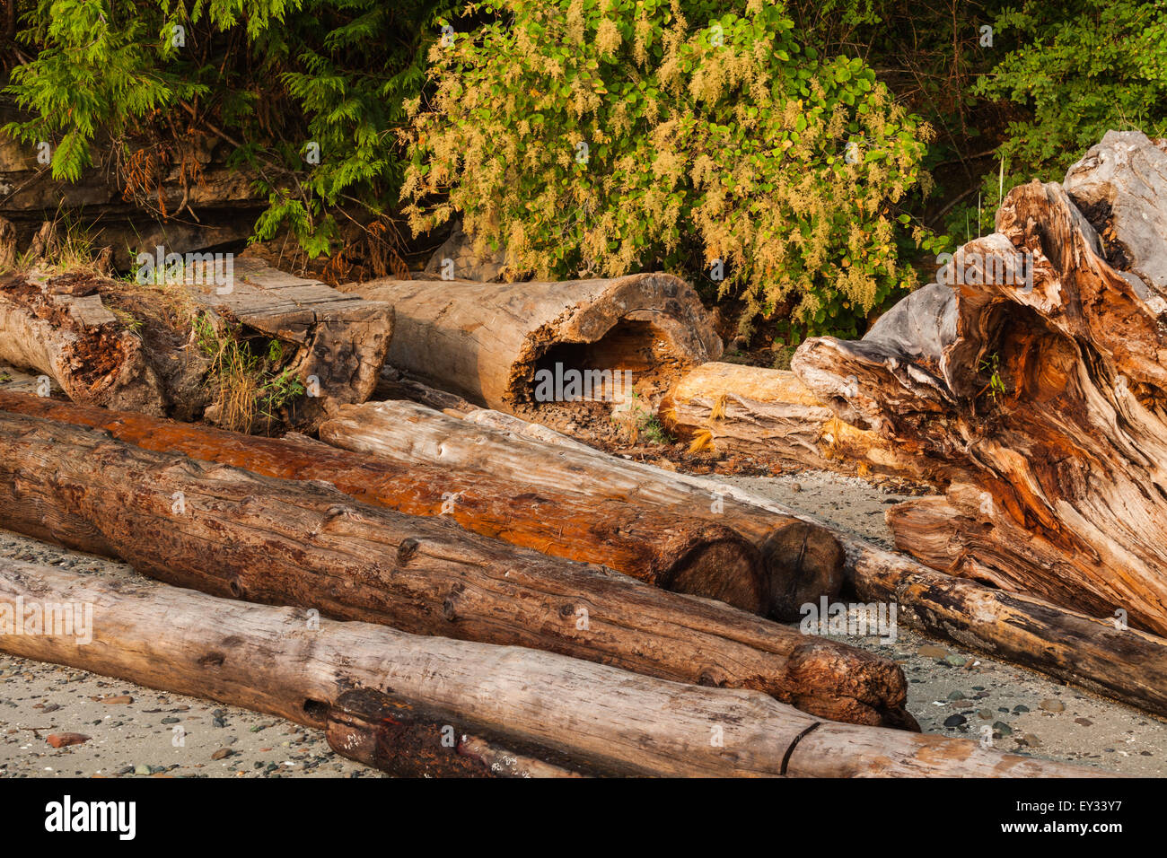 Driftwood on a beach of Protection Island, British Columbia, Canada Stock Photo