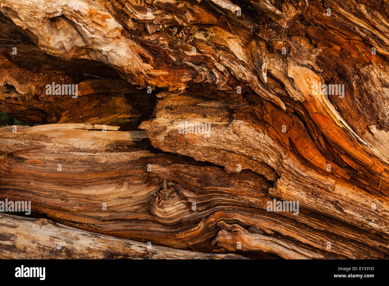 Texture of a split tree trunk washed ashore on Protection Island ...