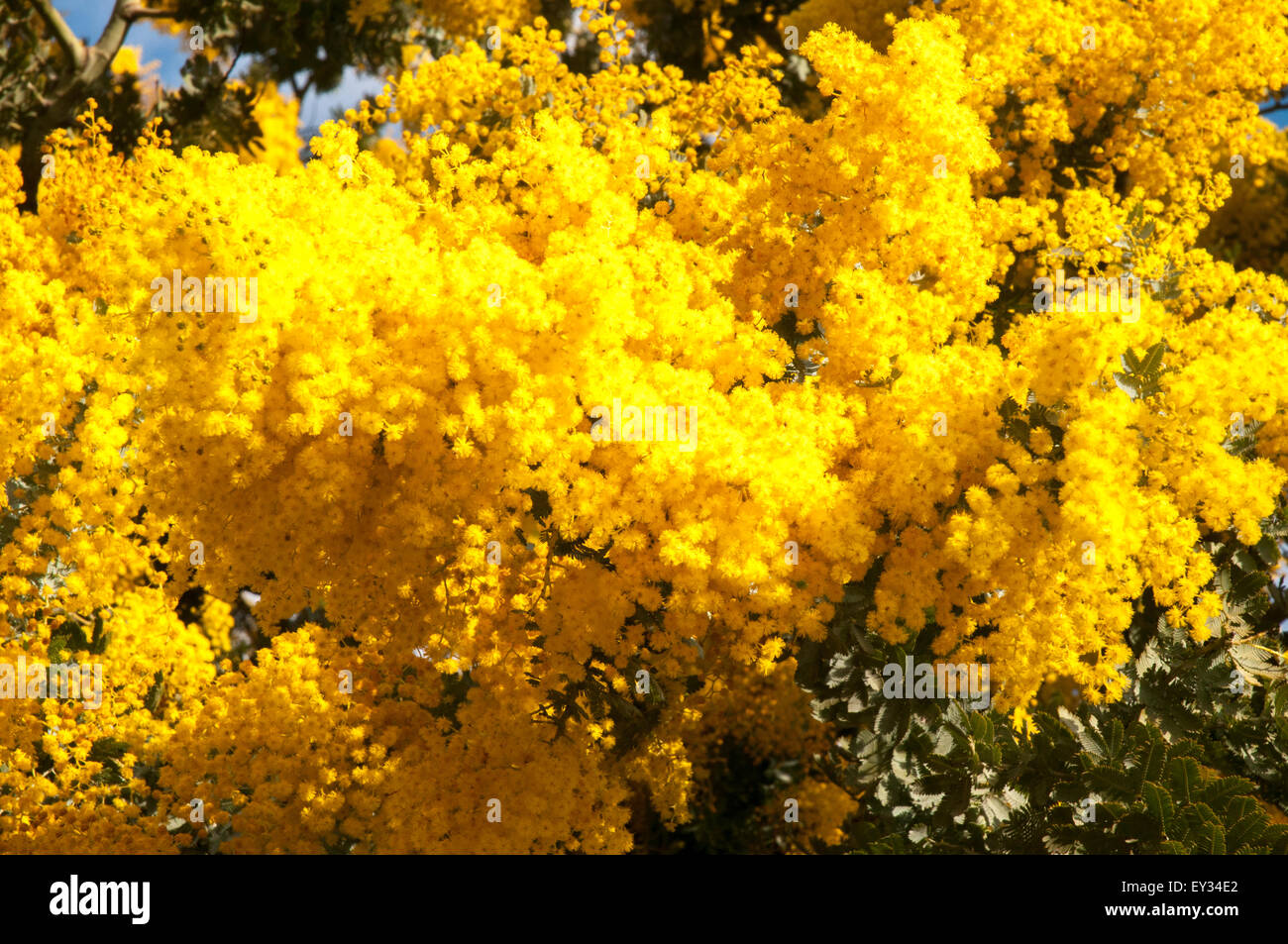 Cootamundra Wattle (mimosa) or Acacia baileyana, Melbourne, Australia,  its blossom heralding the end of winter Stock Photo