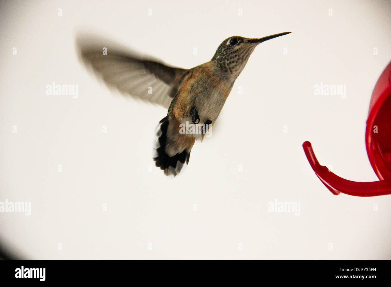 A humming bird having a drink - Stock Image