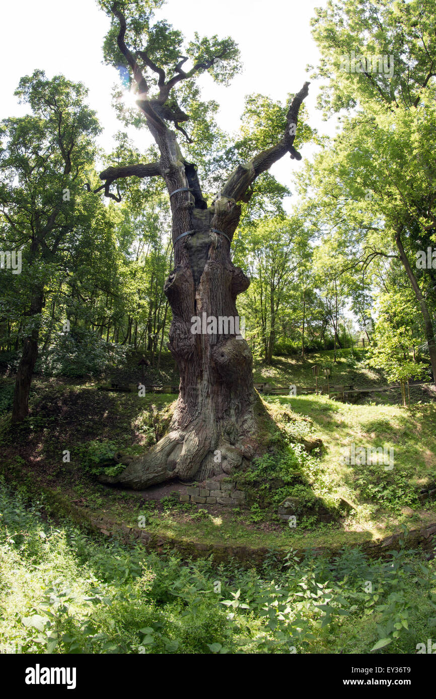memorable oak tree - 800 year old oak Stock Photo