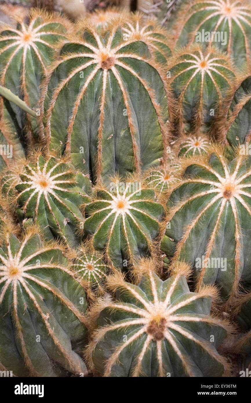 Parodia magnifica. Ball cactus growing in a protected environment. Stock Photo