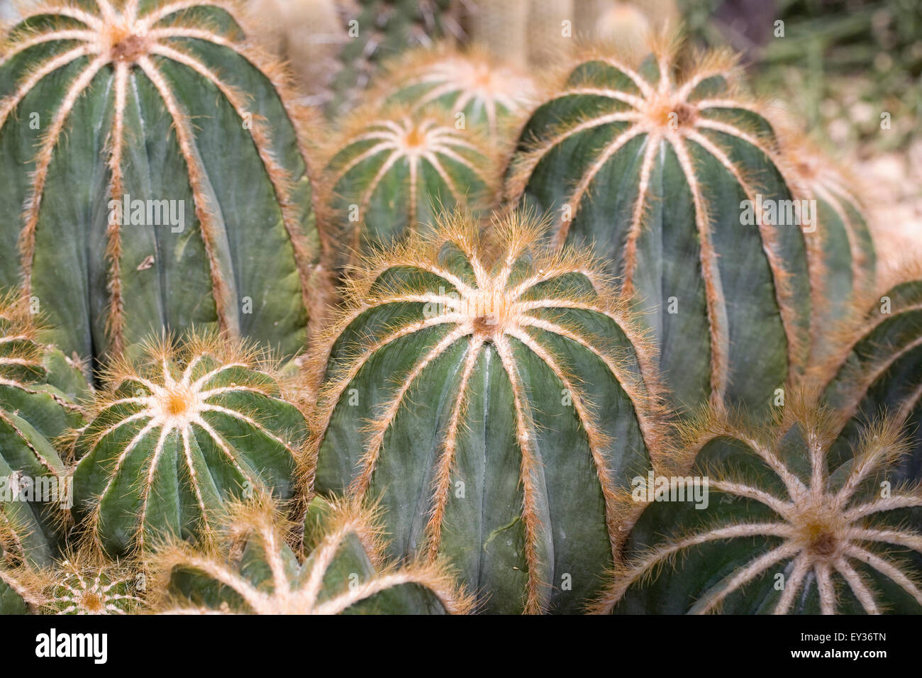 Parodia magnifica. Ball cactus growing in a protected environment. Stock Photo