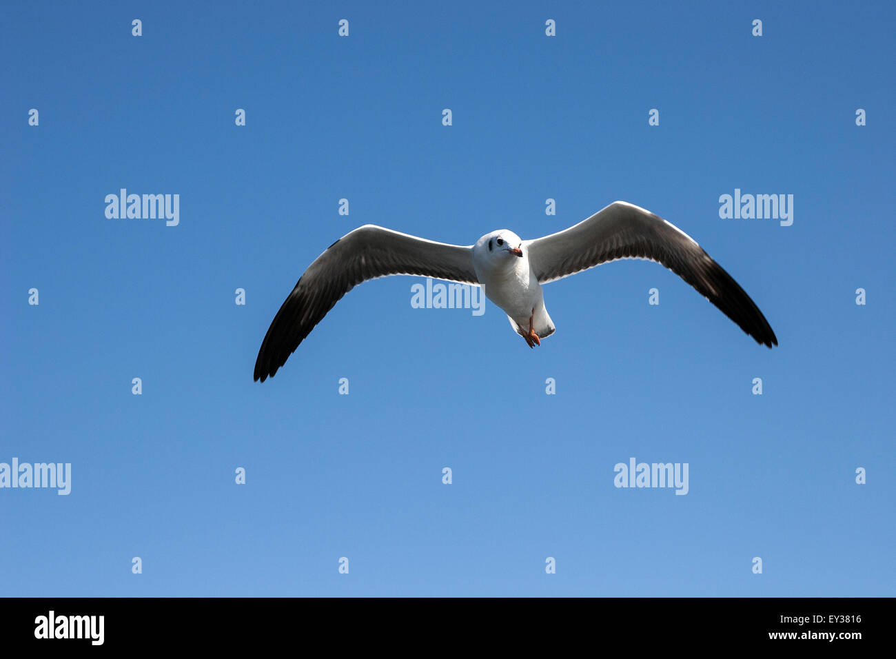 Seagull in flight, Inle Lake, Shan State, Myanmar Stock Photo Alamy