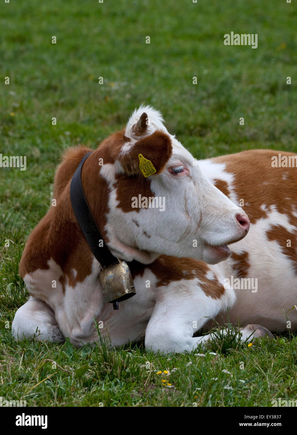 Alpine Cow with Bell, near Misurina, Italy Stock Photo