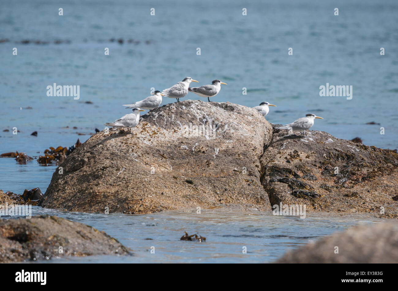Swift Terns at the Boulders section of the Table Mountain National Park in Simons Town, the home of a land-based colony of endan Stock Photo