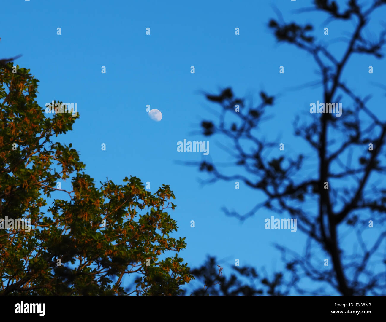 Moon and trees Stock Photo - Alamy