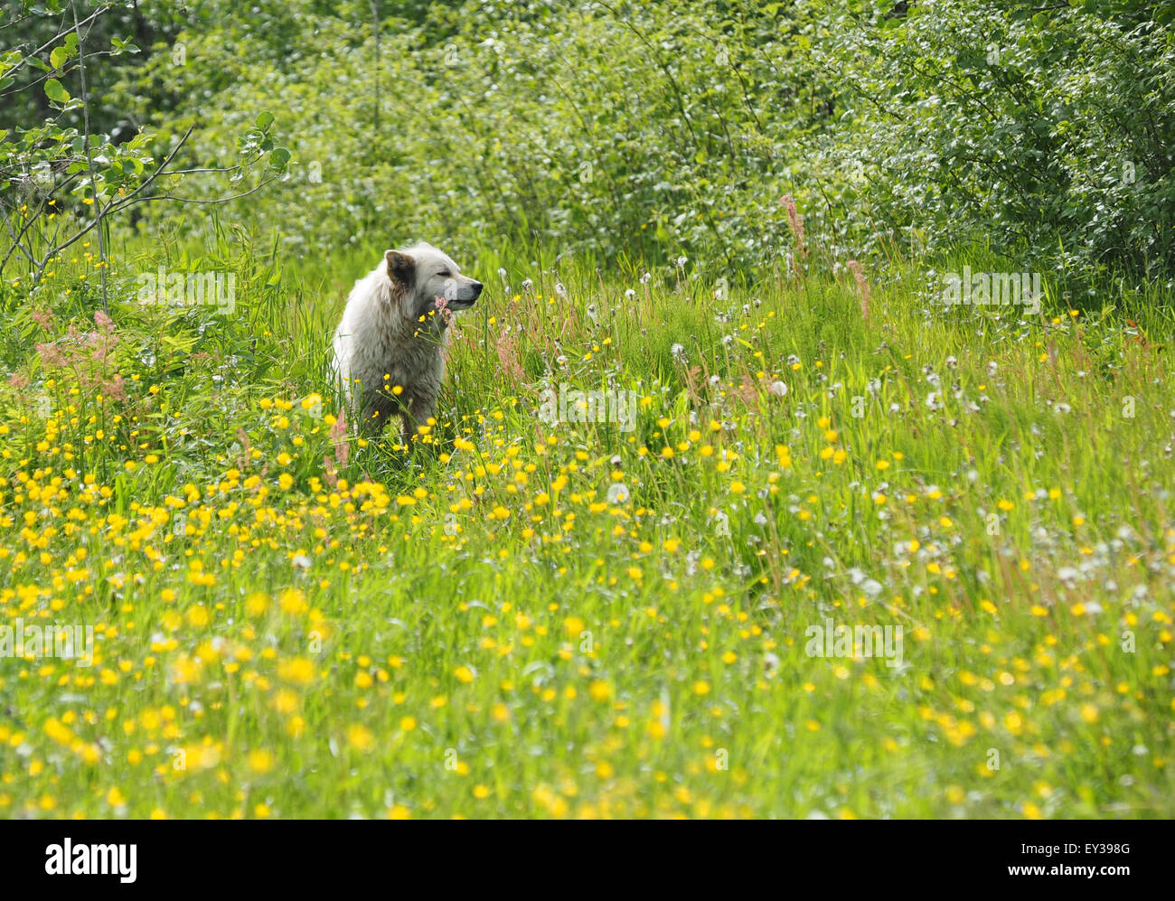 the dog in the woods Stock Photo - Alamy