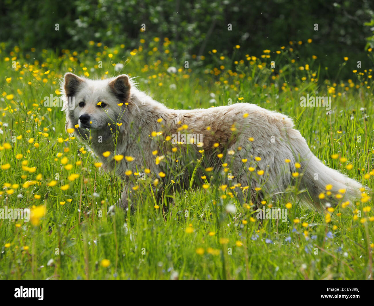 the dog in the woods Stock Photo - Alamy