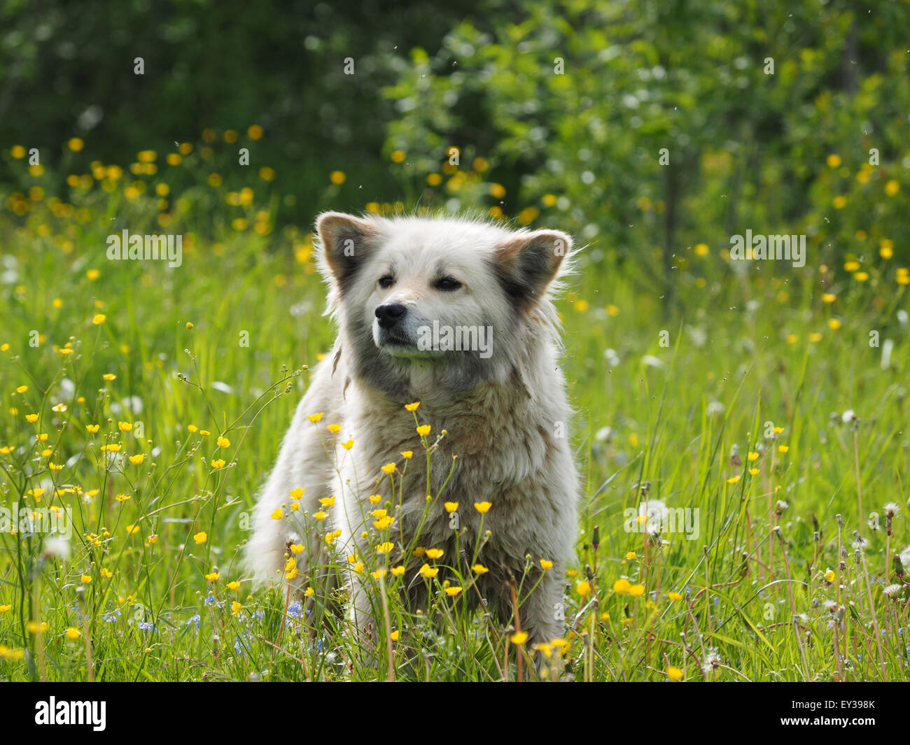 the dog in the woods Stock Photo - Alamy