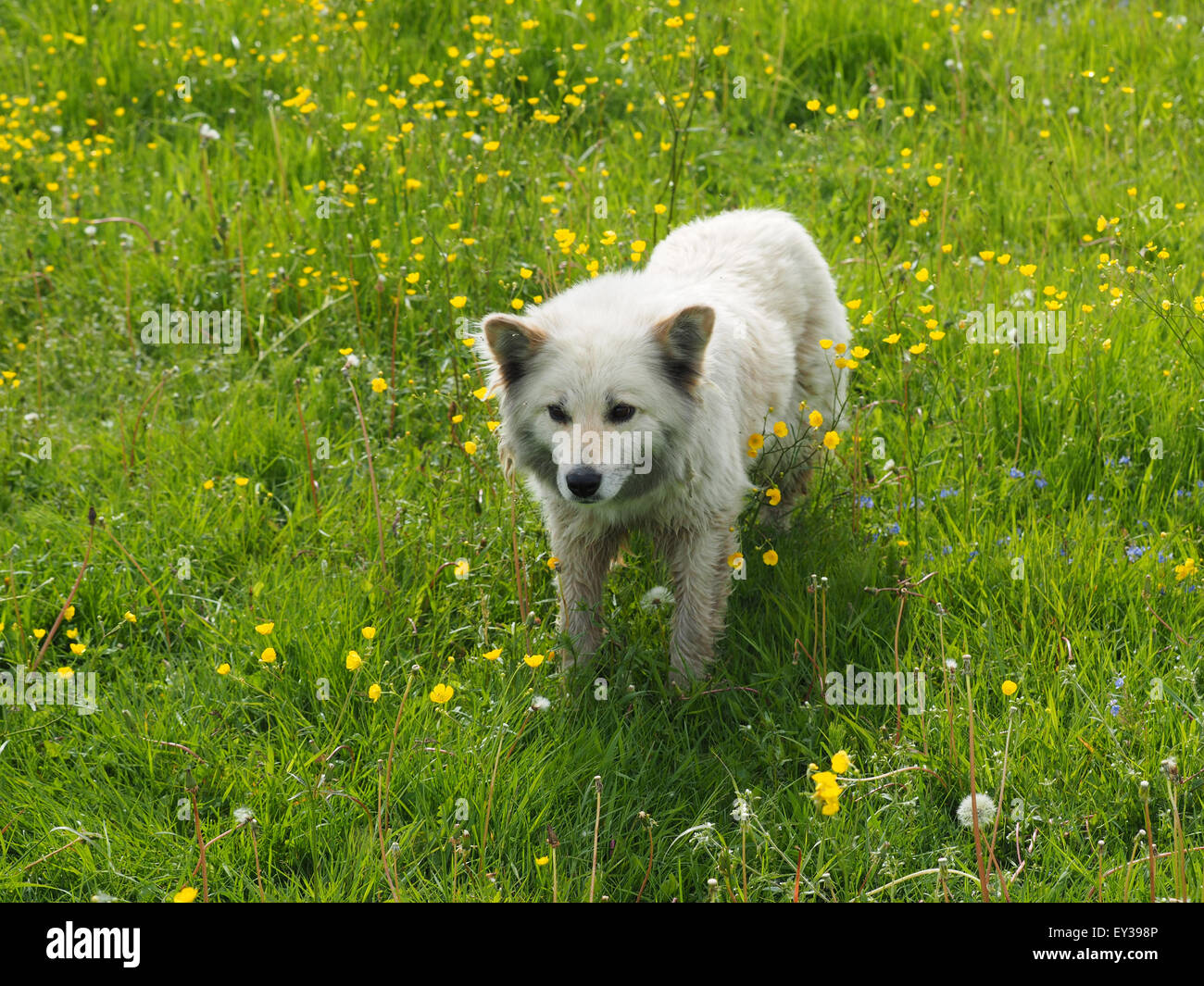 the dog in the woods Stock Photo - Alamy