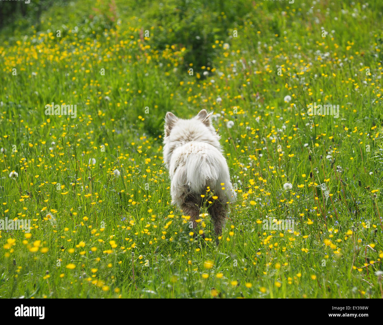 the dog in the woods Stock Photo - Alamy