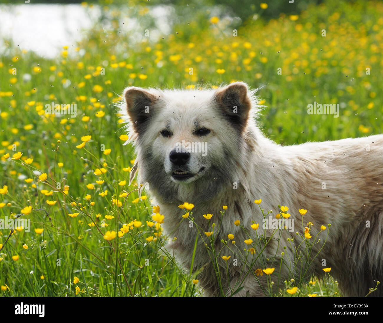 the dog in the woods Stock Photo - Alamy