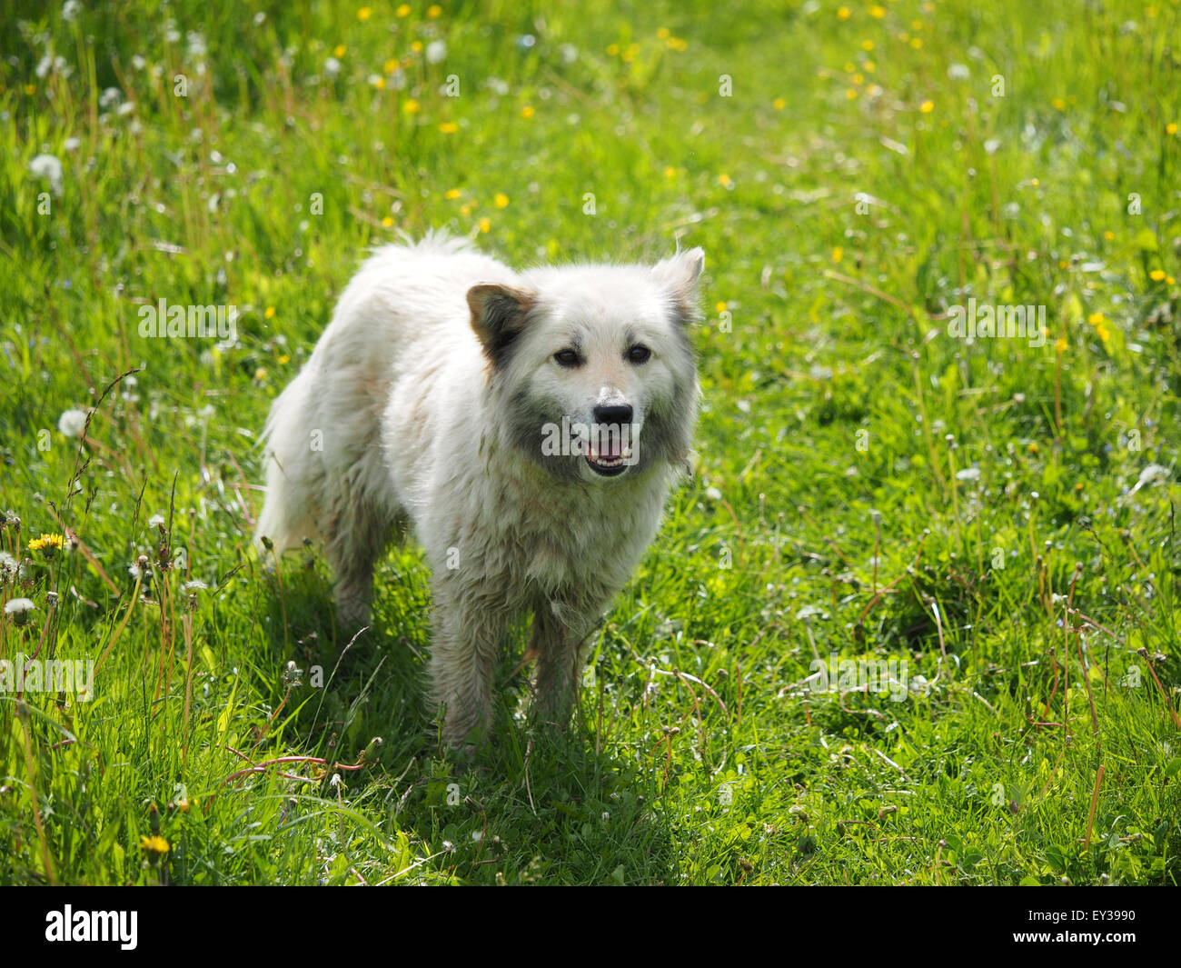 the dog in the woods Stock Photo - Alamy