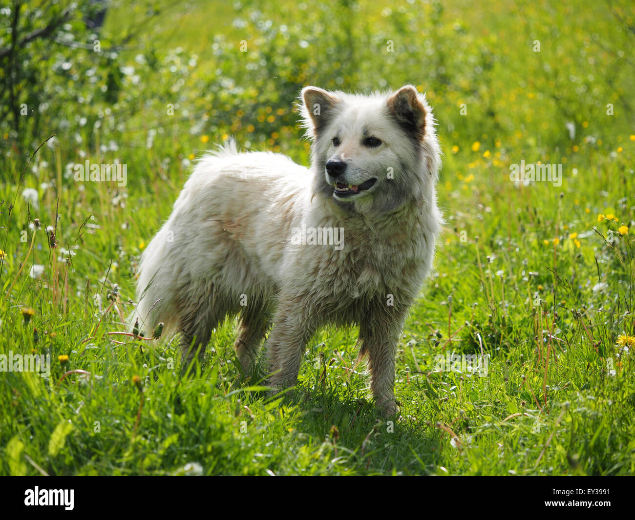 the dog in the woods Stock Photo - Alamy
