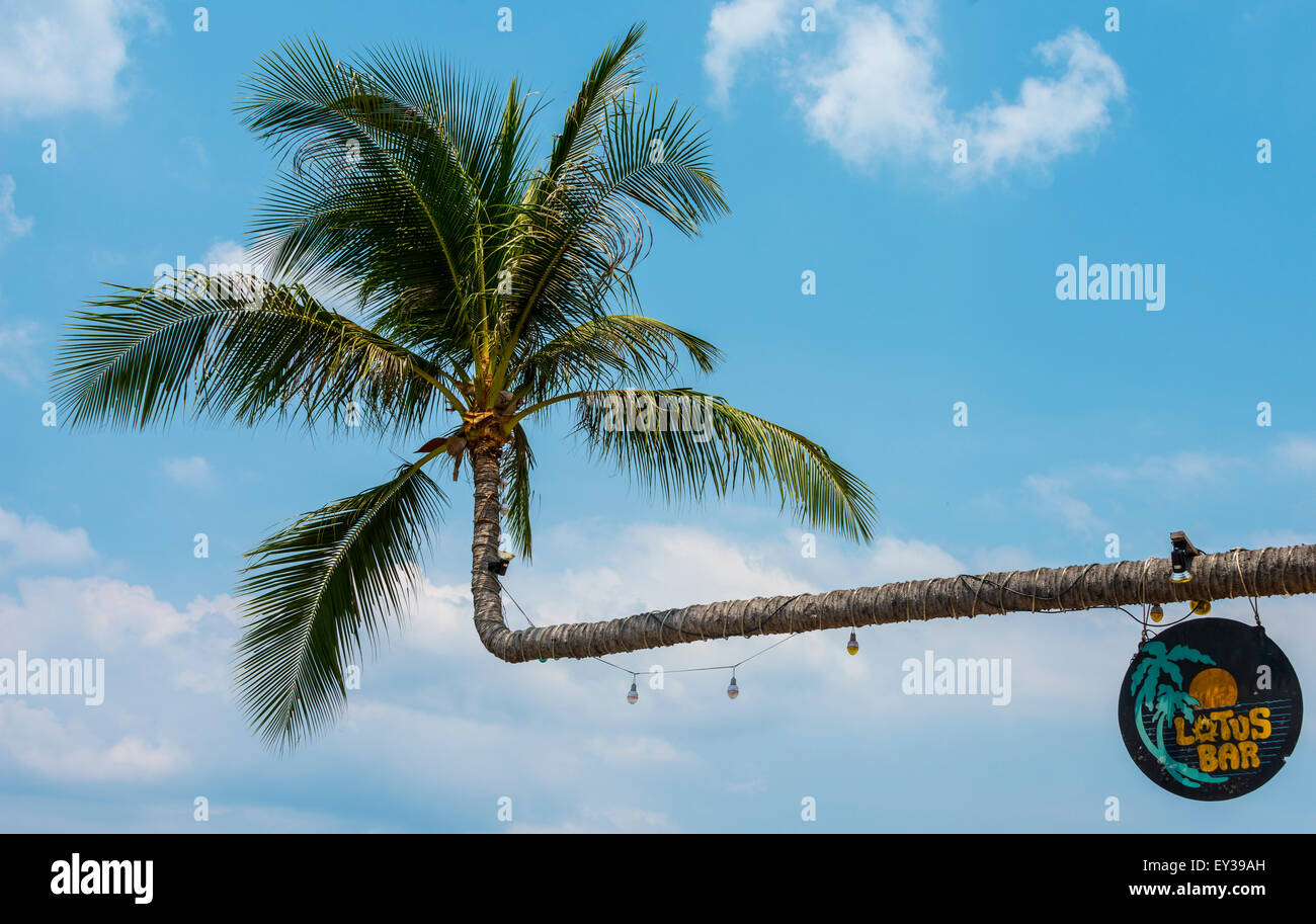 Palm tree with sign of the Lotus Bar, Koh Tao island, Gulf of Thailand, Thailand Stock Photo