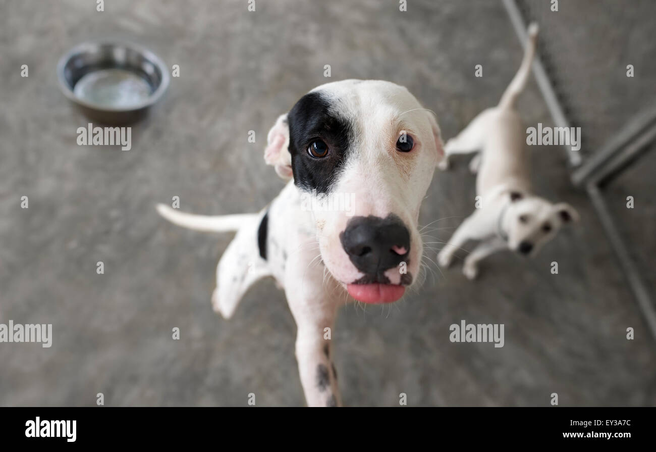 Why Are My Dogs Always Hungry