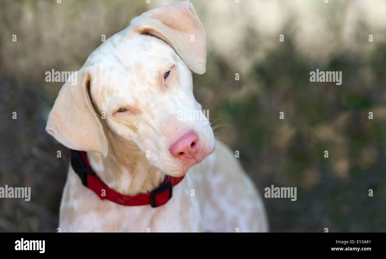 Albino dog has a pink nose and blue eyes and is looking curious straight into the camera. Stock Photo