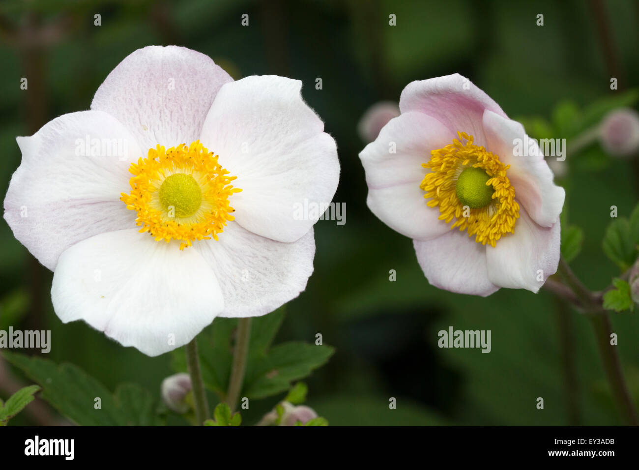 July flowers of the early Japanese Anemone, Anemone tomentosa 'Robustissima' Stock Photo