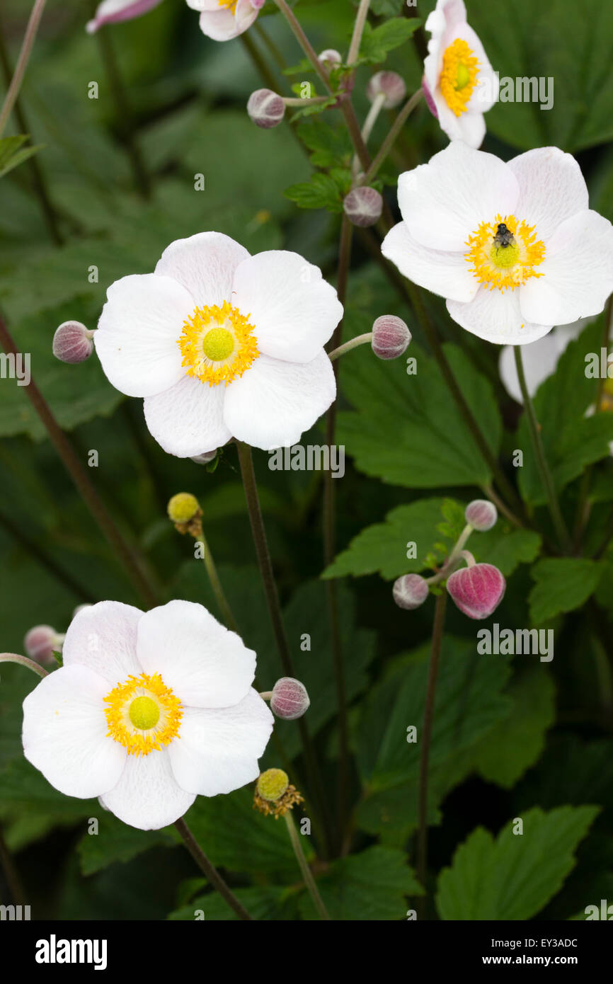 July flowers of the early blooming Japanese Anemone, Anemone tomentosa 'Robustissima' Stock Photo