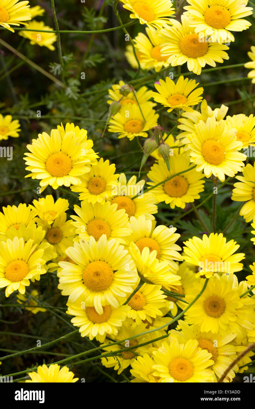 Large daisy flowers of the perennial yellow camomile, Anthemis tinctoria Stock Photo