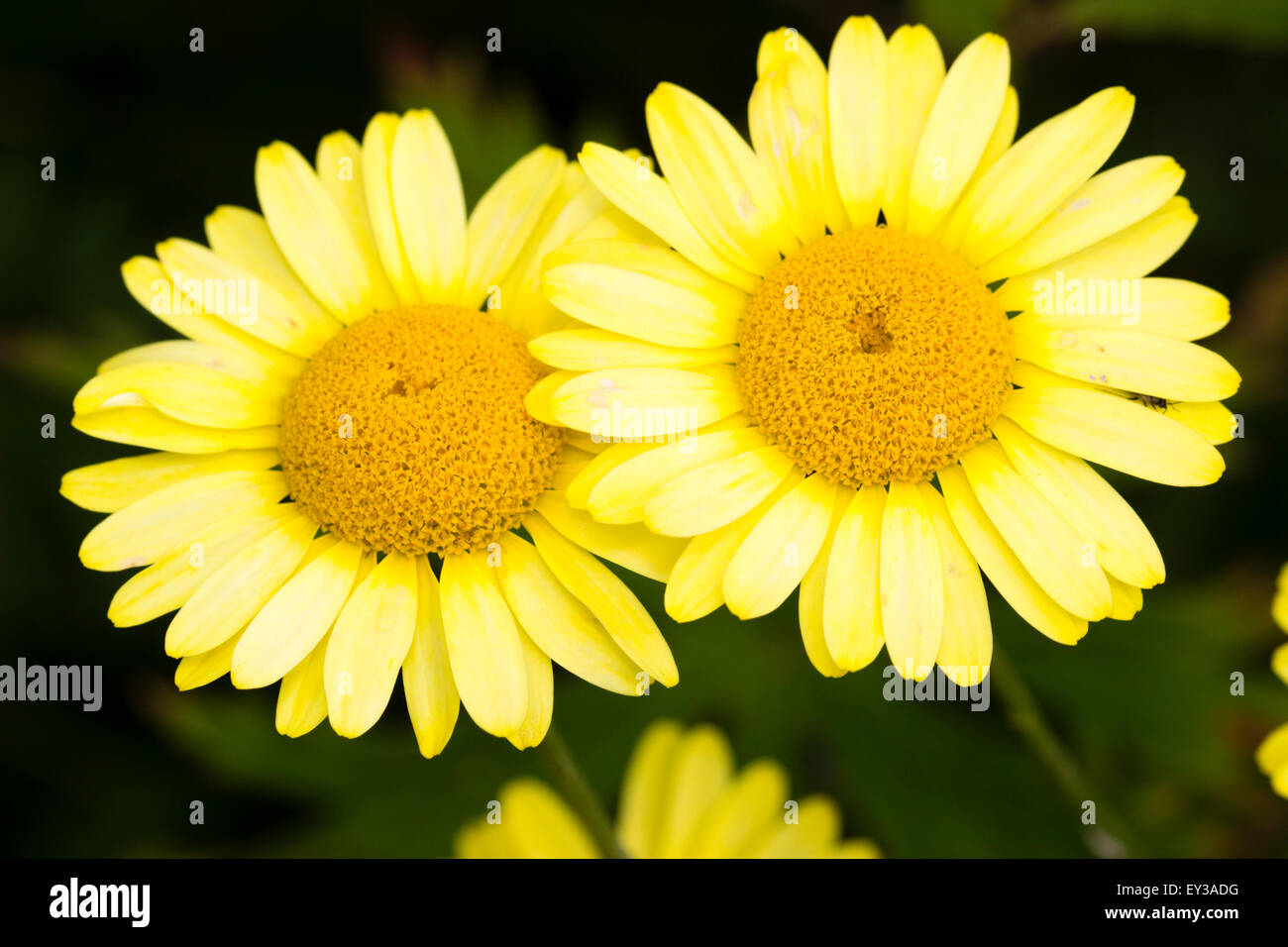 Large daisy flowers of the perennial yellow camomile, Anthemis tinctoria Stock Photo