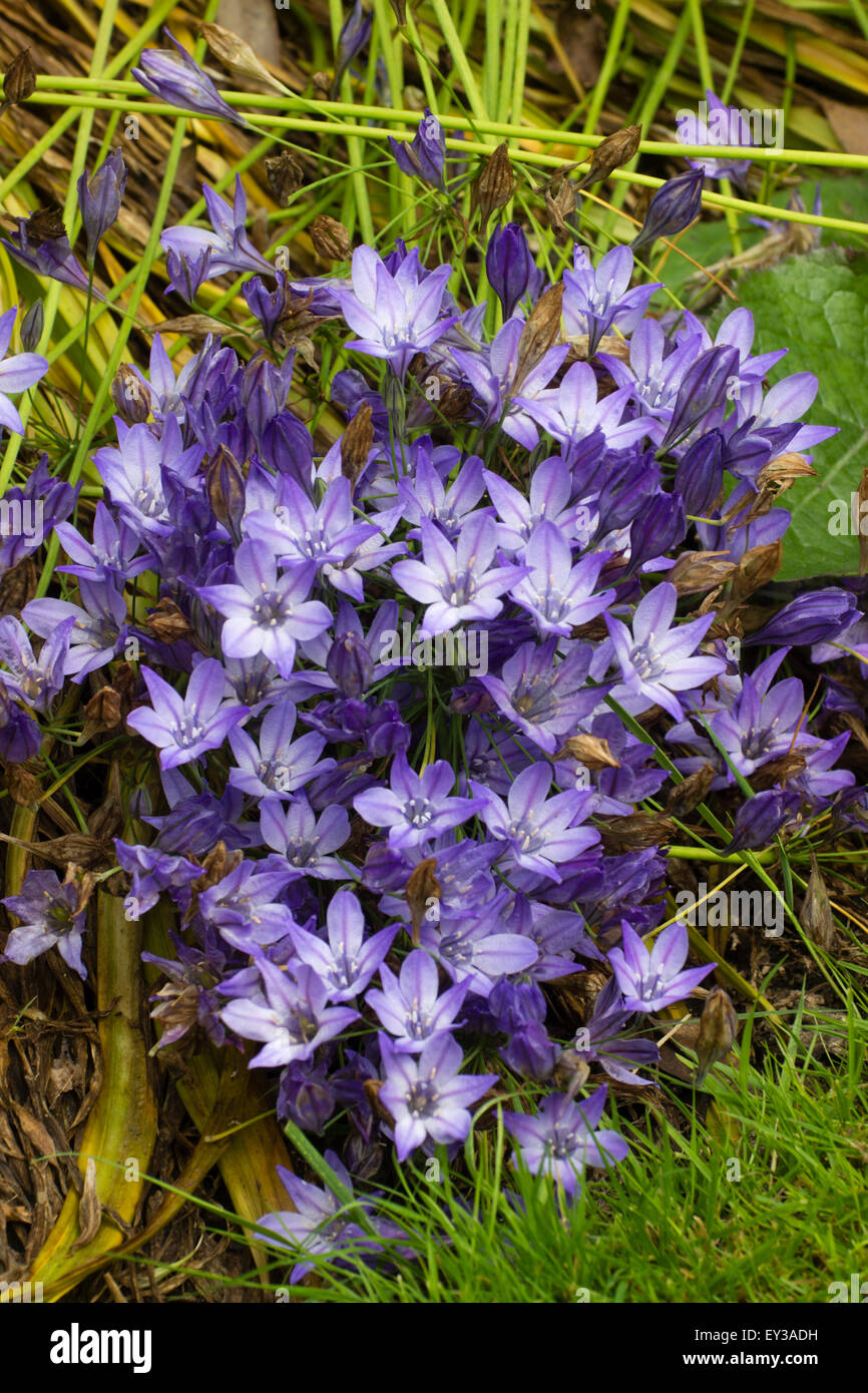 Massed flowers of the summer flowering corm, Brodiaea laxa Stock Photo
