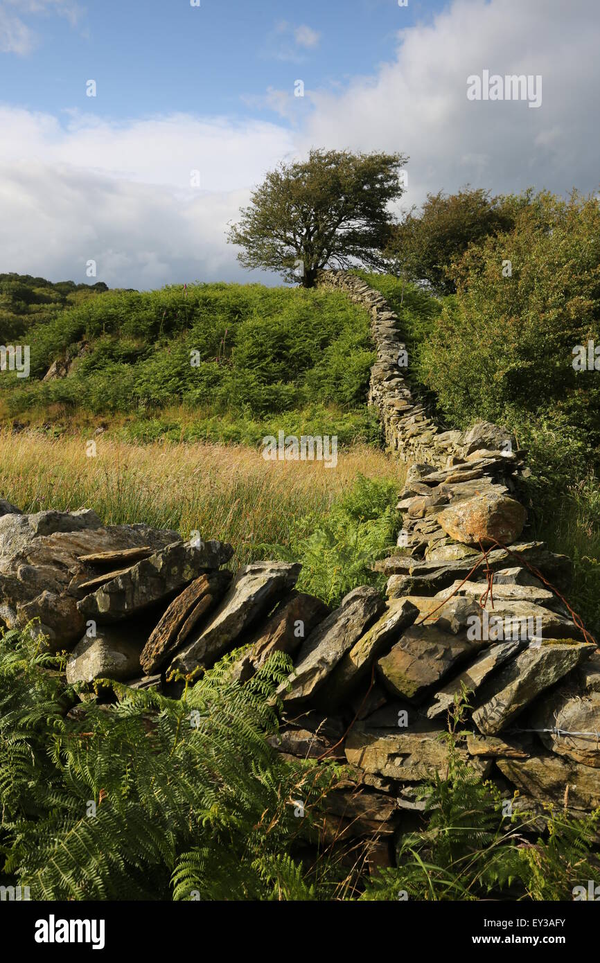 Drystone wall lake district.  south lakeland landscape, wall and tree, summer clouds Stock Photo