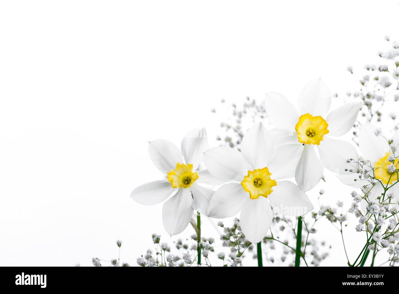 Spring floral border, beautiful fresh narcissus flowers Stock Photo
