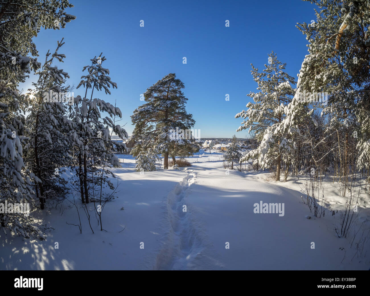 forest in winter Stock Photo - Alamy