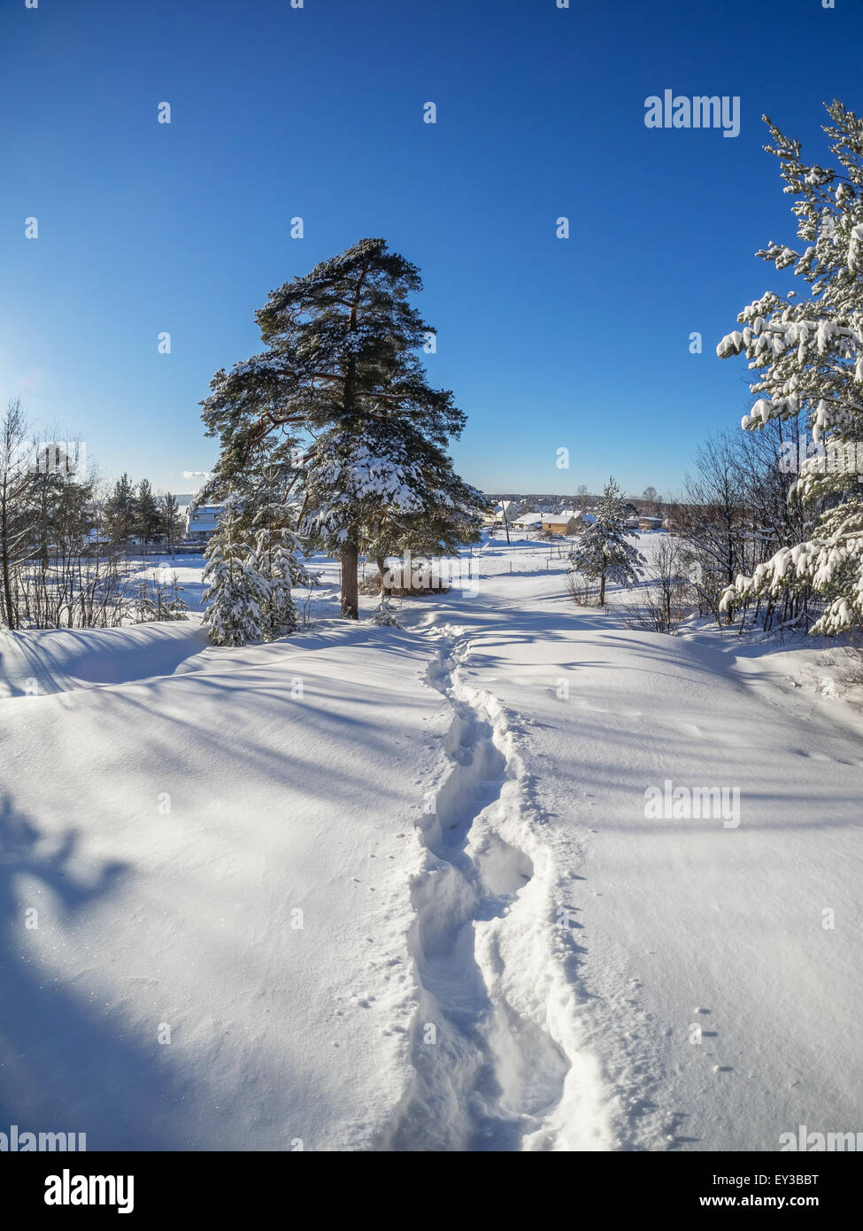 forest in winter Stock Photo - Alamy