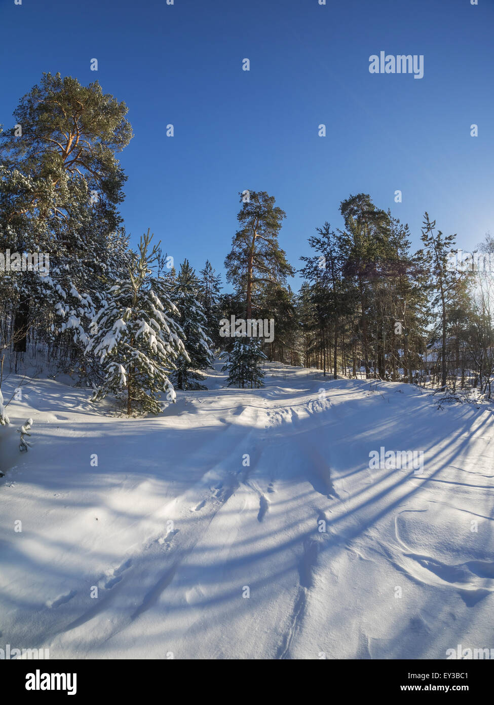 forest in winter Stock Photo - Alamy