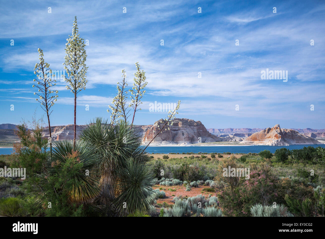 Blooming yucca plants at the Glen Canyon Recreation Area, near the Lake Powell Marina, Arizona, USA. Stock Photo