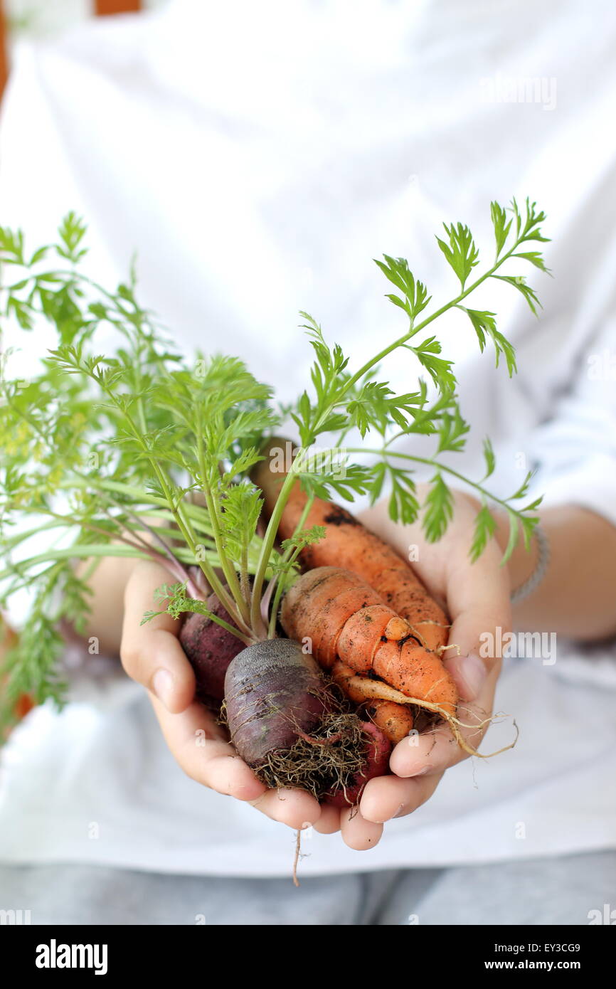 Child holding home grown carrots in hand Stock Photo Alamy