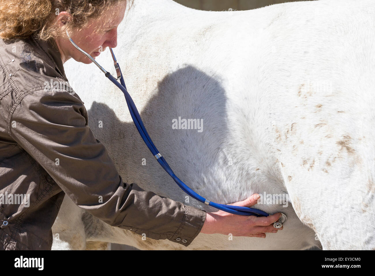 Domestic horse. Vet listening for gut sounds with a stethoscope. Germany Stock Photo Alamy