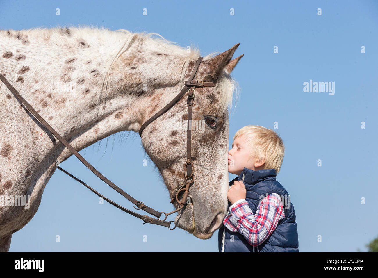 Boy Riding A Leopard Criollo. Young boy kissing a leopard-spotted horse. Tuscany, Italy ...