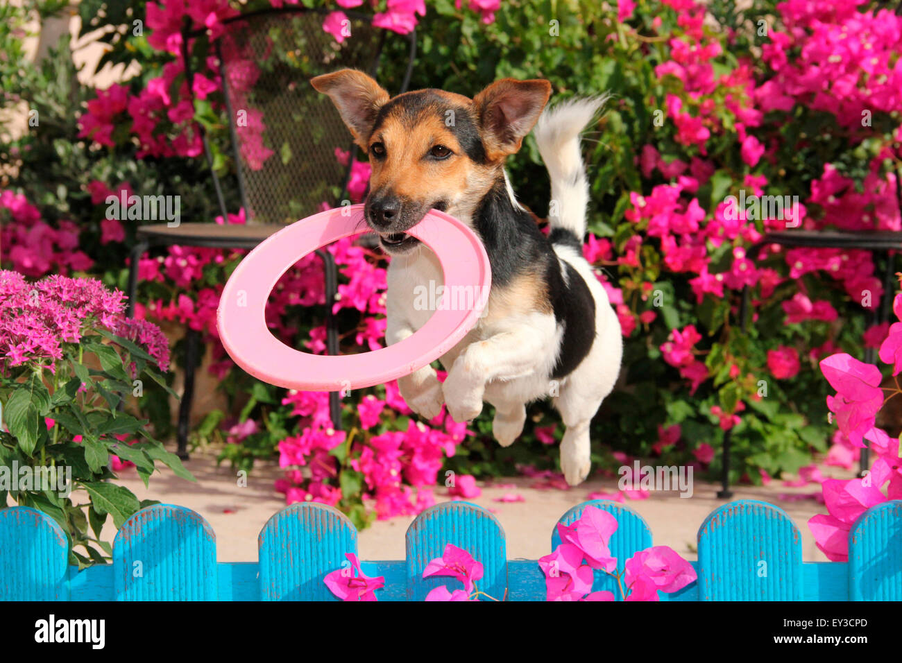 Jumping jack toy hi-res stock photography and images - Alamy