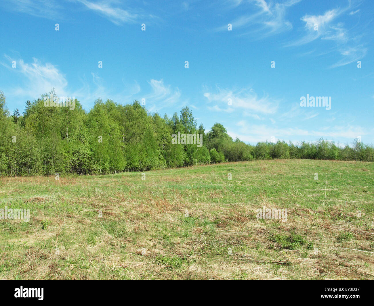 clearing in the woods Stock Photo