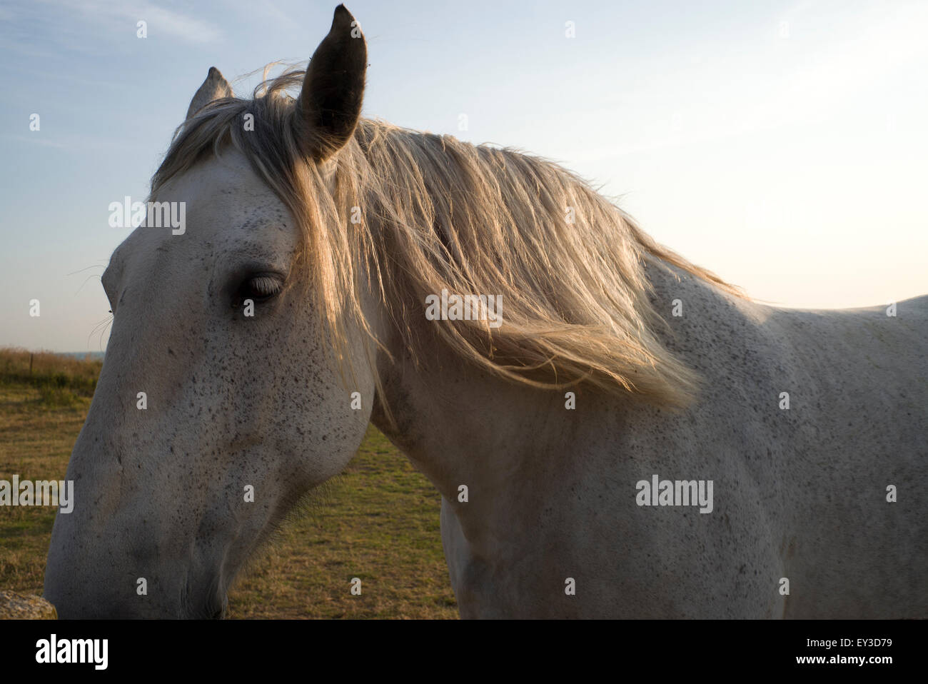Close-up of white horse in field, Normandy, France Stock Photo