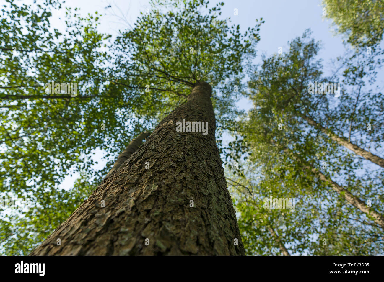 powerful trees growing in dark depth Stock Photo Alamy