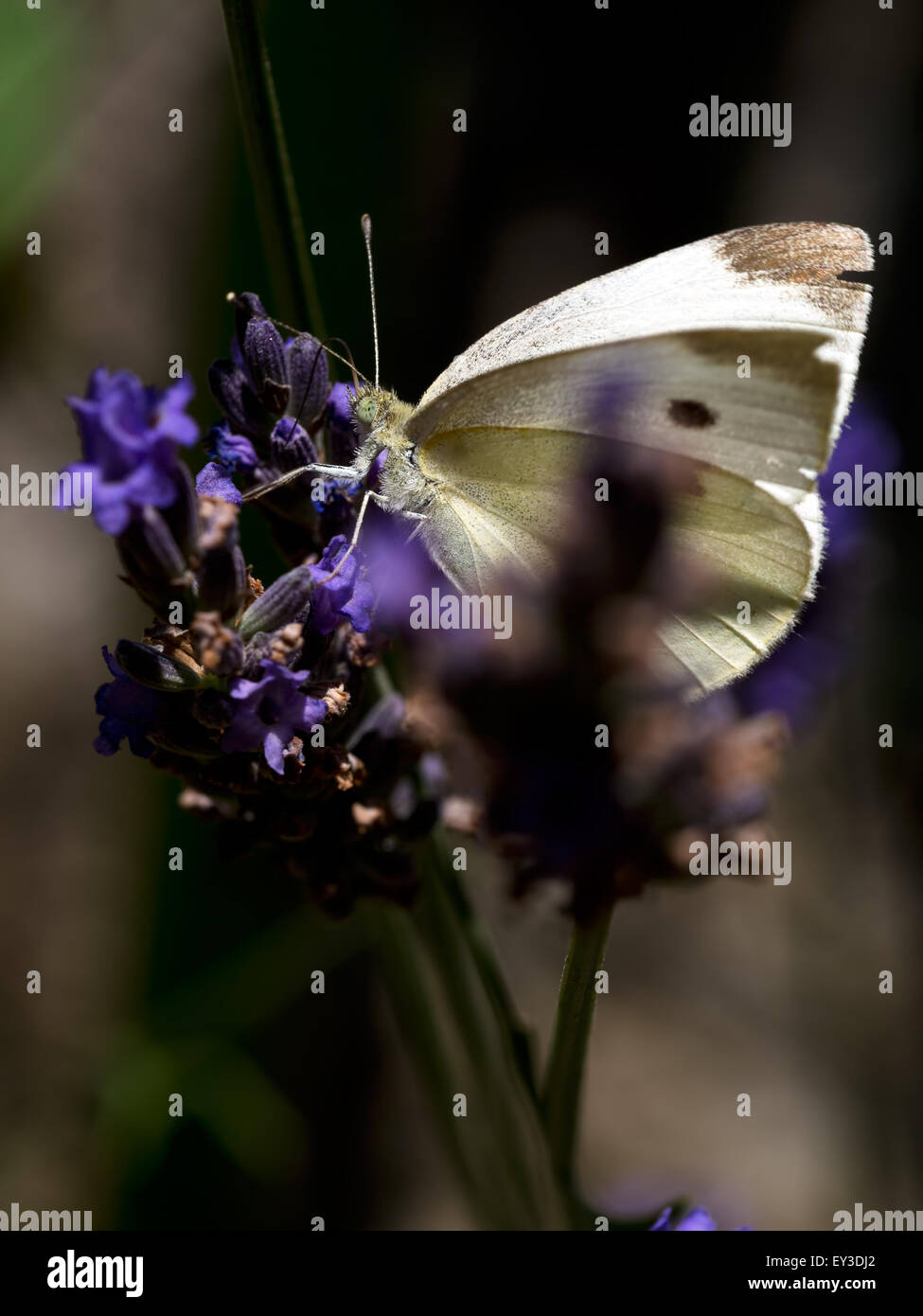 Tattered cabbage white butterfly. Clearly a survivor. Stock Photo