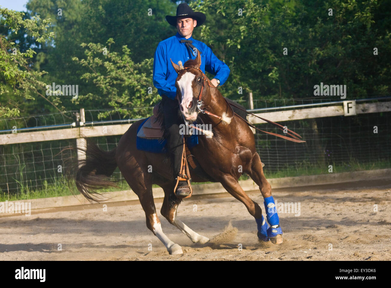 American Paint Horse. Rider Franz Vorraber on a stallion performing a Spin.  Austria Stock Photo - Alamy
