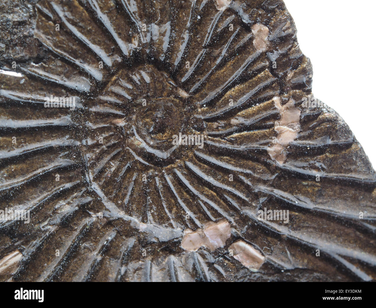 Mesozoic animals hi-res stock photography and images - Page 2 - Alamy