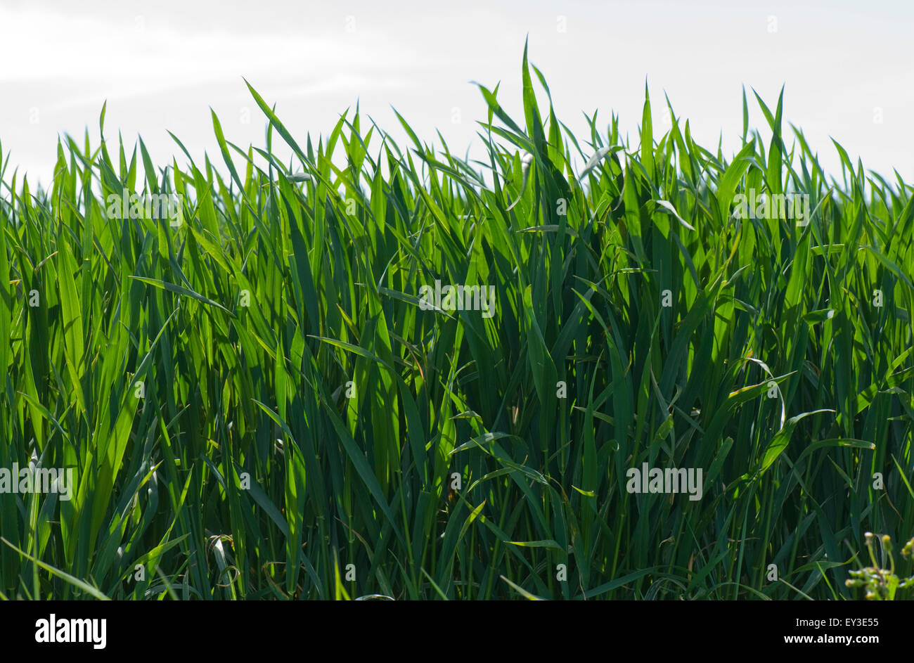 Winter wheat crop between stage 37 - 39 before ear emergence, Berkshire, May Stock Photo