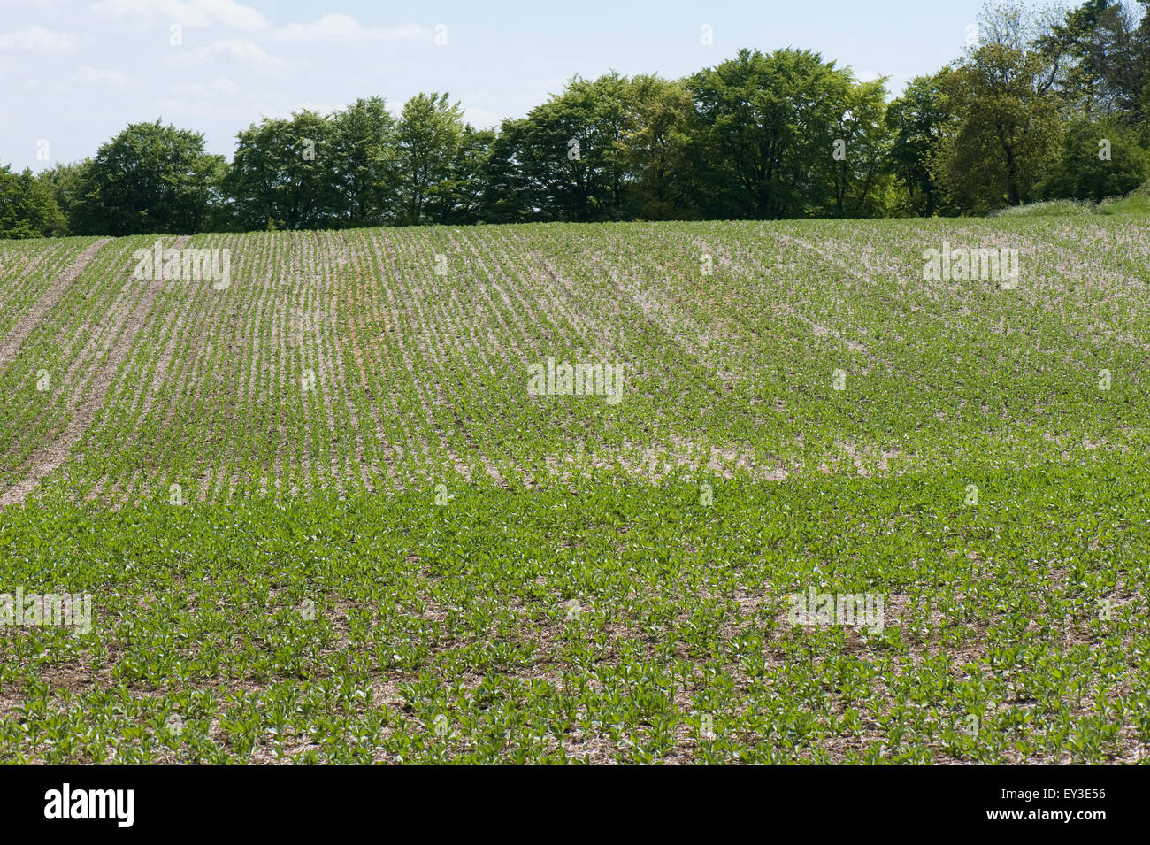 Young crop of field beans sown in minimal cultivation on downland soil, Berkshire, May Stock Photo