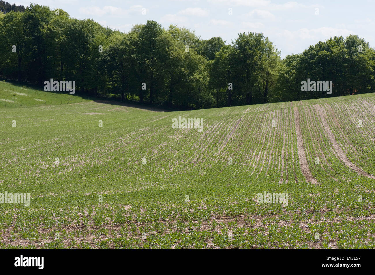 Young crop of field beans sown in minimal cultivation on downland soil, Berkshire, May Stock Photo