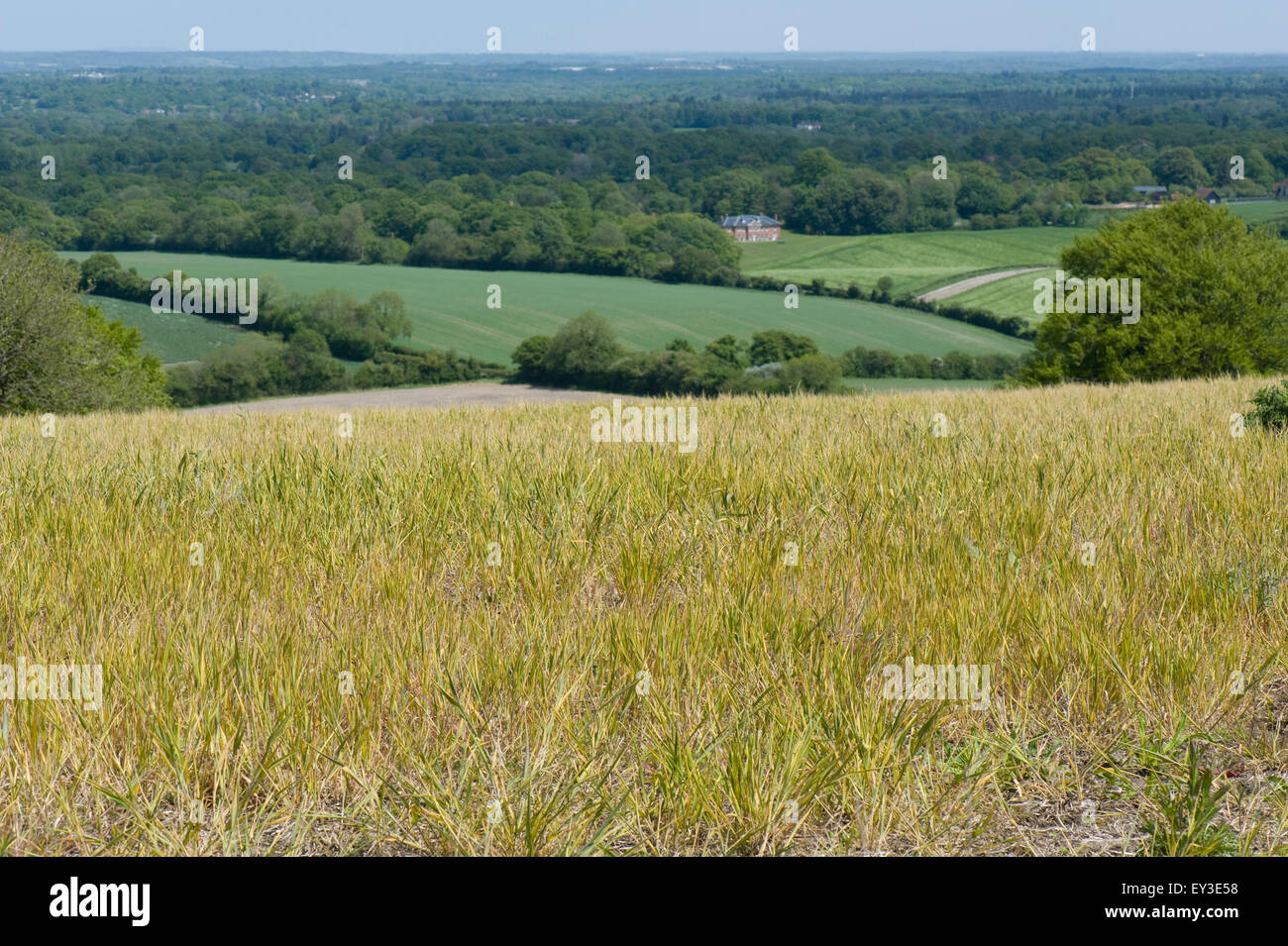 A fallow field with volunteer wheat and both annual and perennial weeds ...