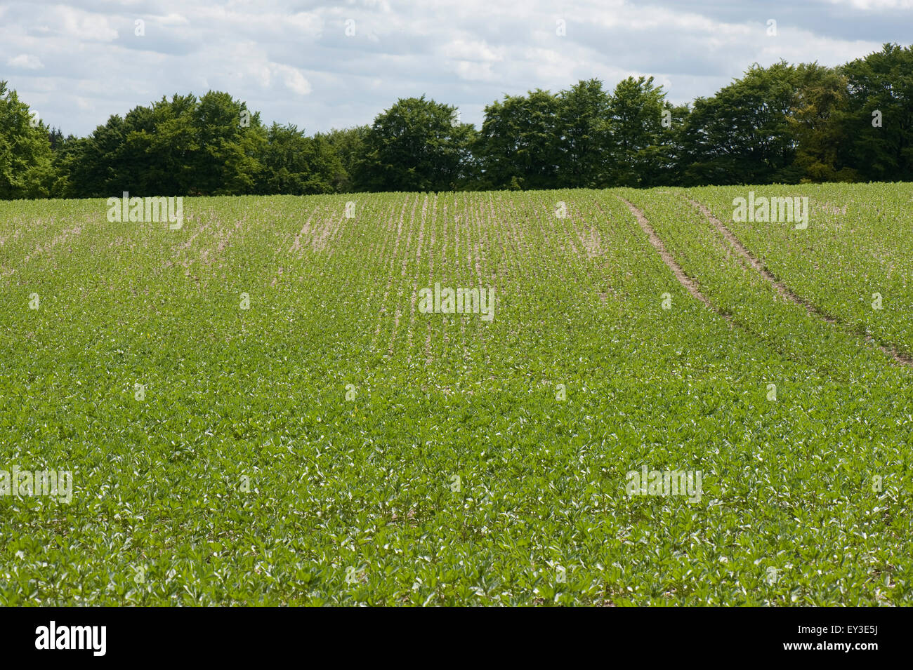 Young crop of field beans sown in minimal cultivation on downland soil, Berkshire, June Stock Photo